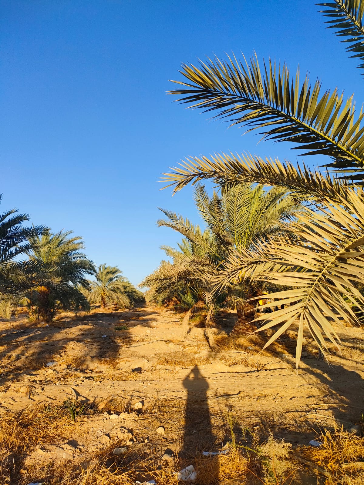 الشركة العالمية للاستثمار والتوكيلات التجارية (أكيكا)